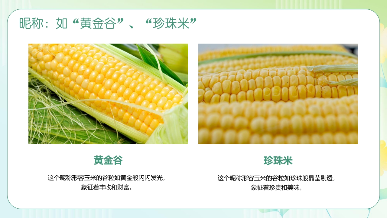 《探索神奇的玉米世界》幼儿园认识玉米教学PPT课件4