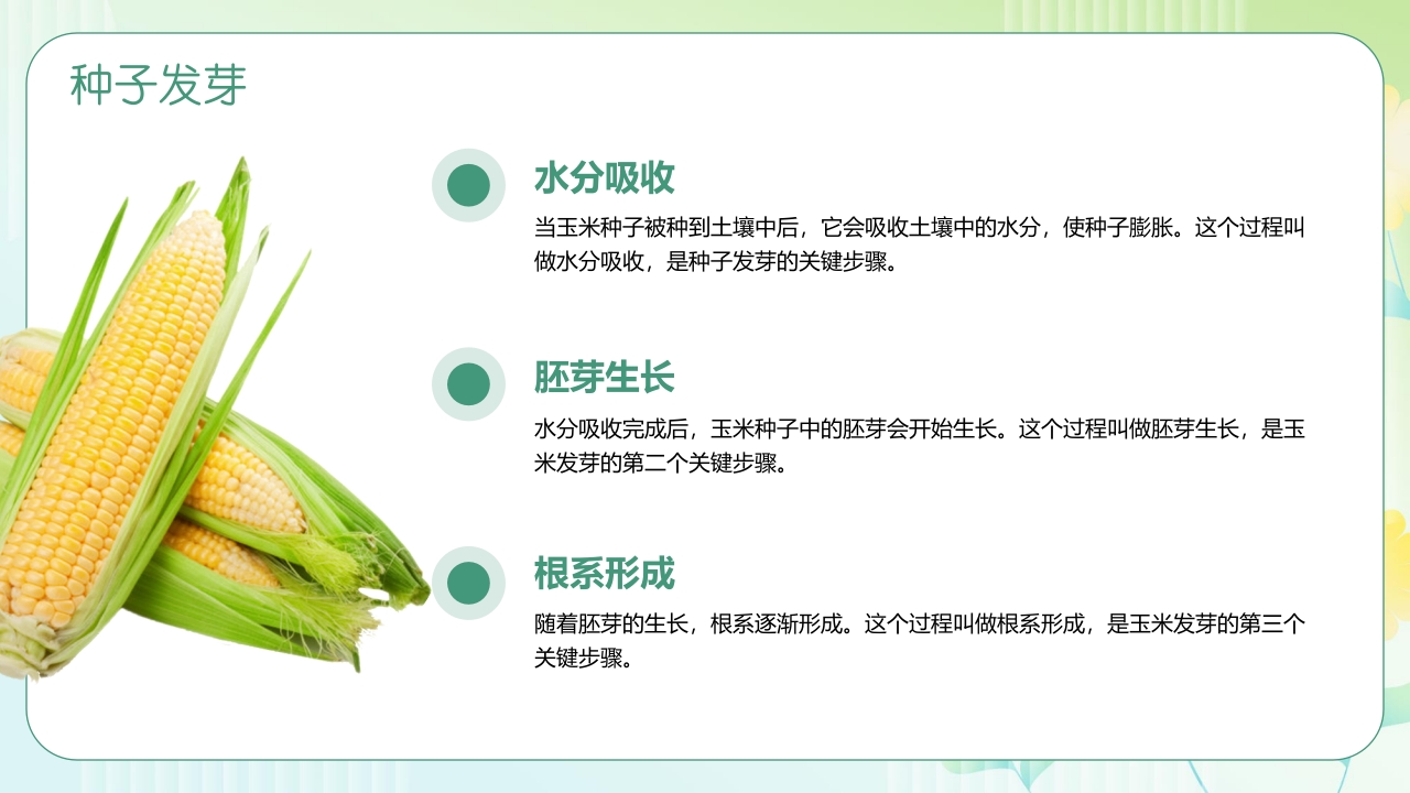 《探索神奇的玉米世界》幼儿园认识玉米教学PPT课件8