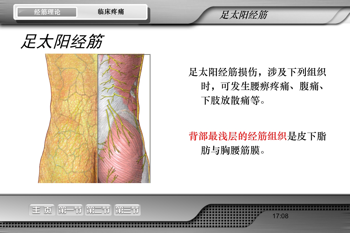 腰骶经筋解剖PPT课件20