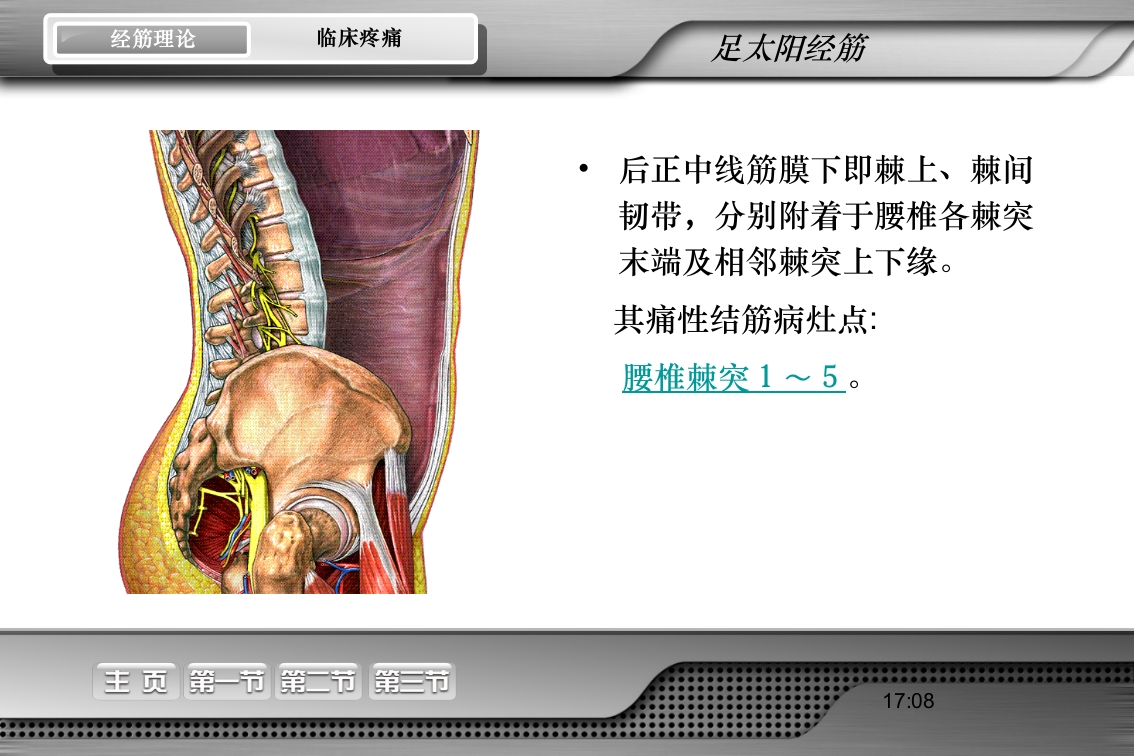 腰骶经筋解剖PPT课件22
