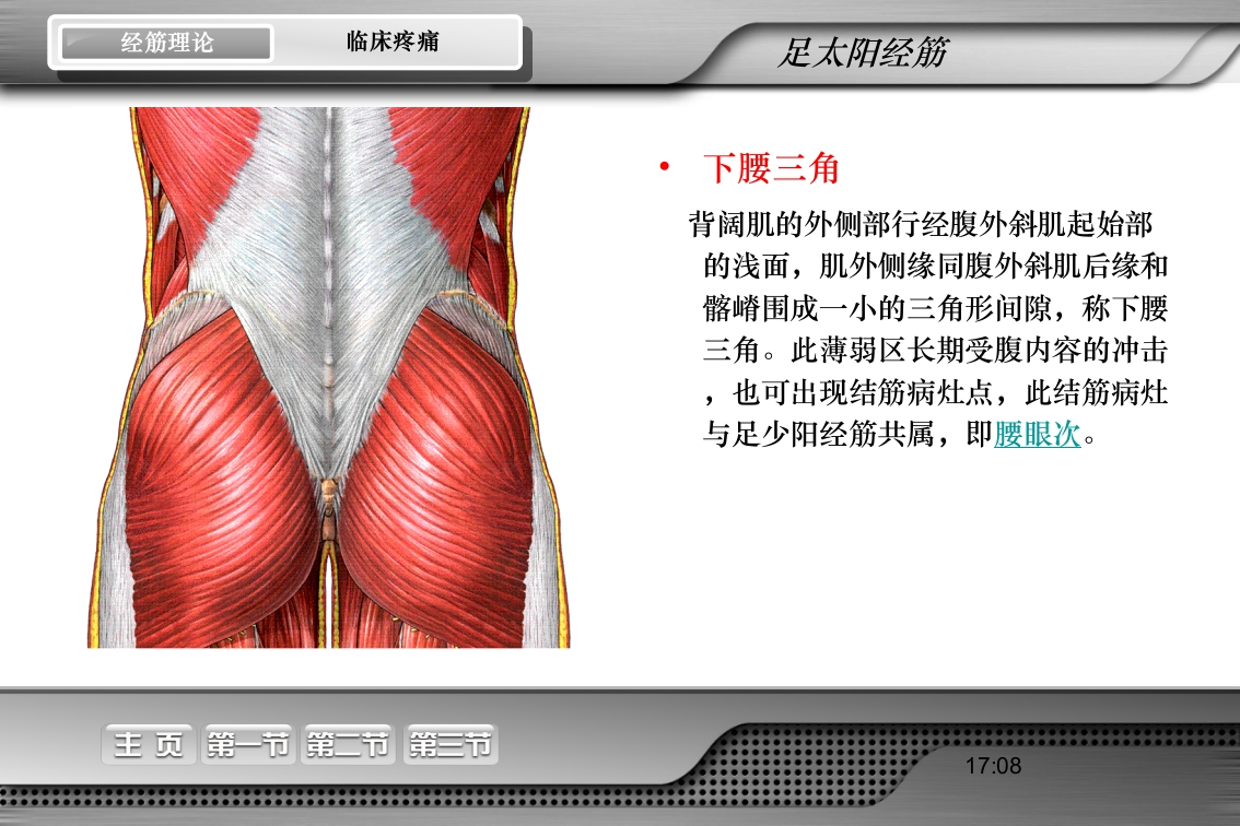 腰骶经筋解剖PPT课件23