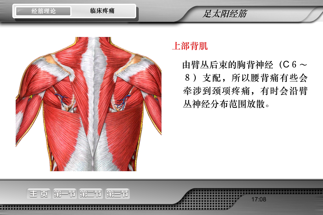 腰骶经筋解剖PPT课件24