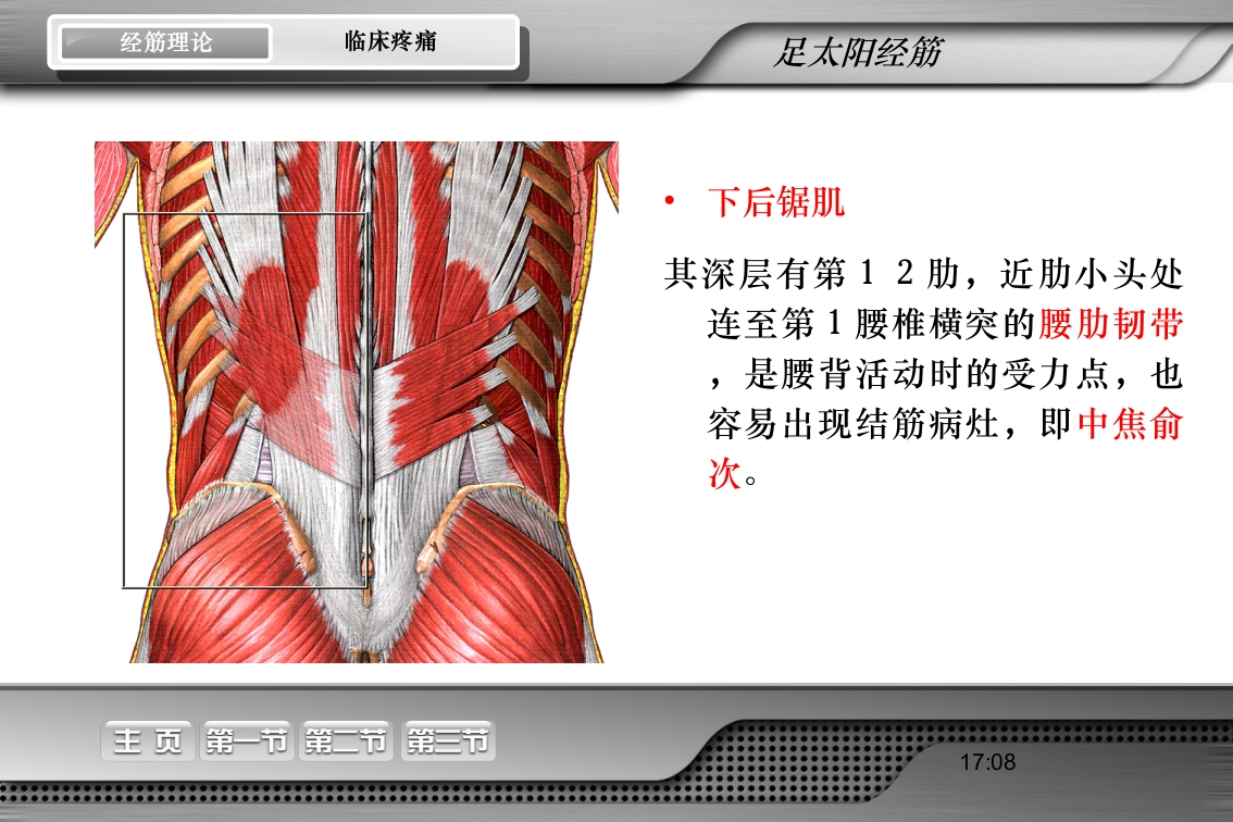 腰骶经筋解剖PPT课件25