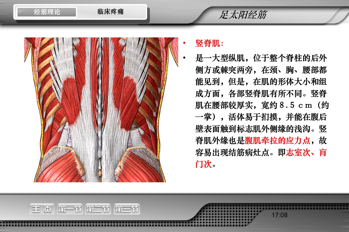 腰骶经筋解剖PPT课件26