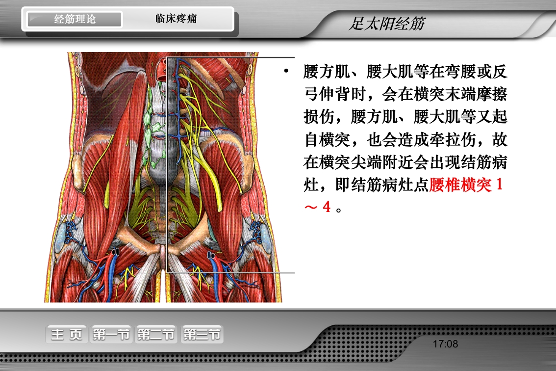 腰骶经筋解剖PPT课件28