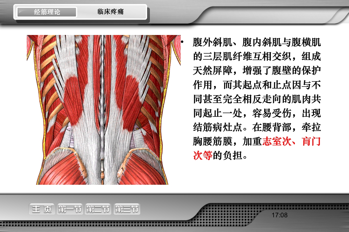 腰骶经筋解剖PPT课件30