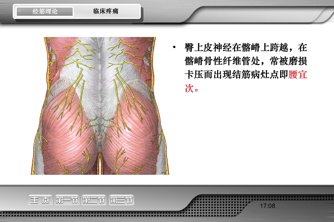 腰骶经筋解剖PPT课件31