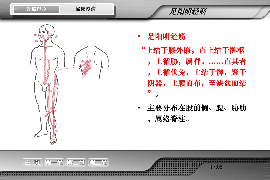腰骶经筋解剖PPT课件32