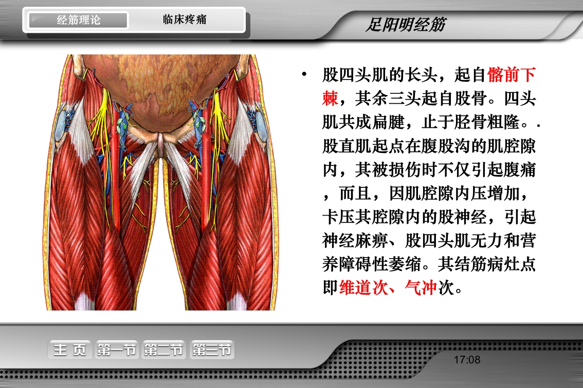 腰骶经筋解剖PPT课件33