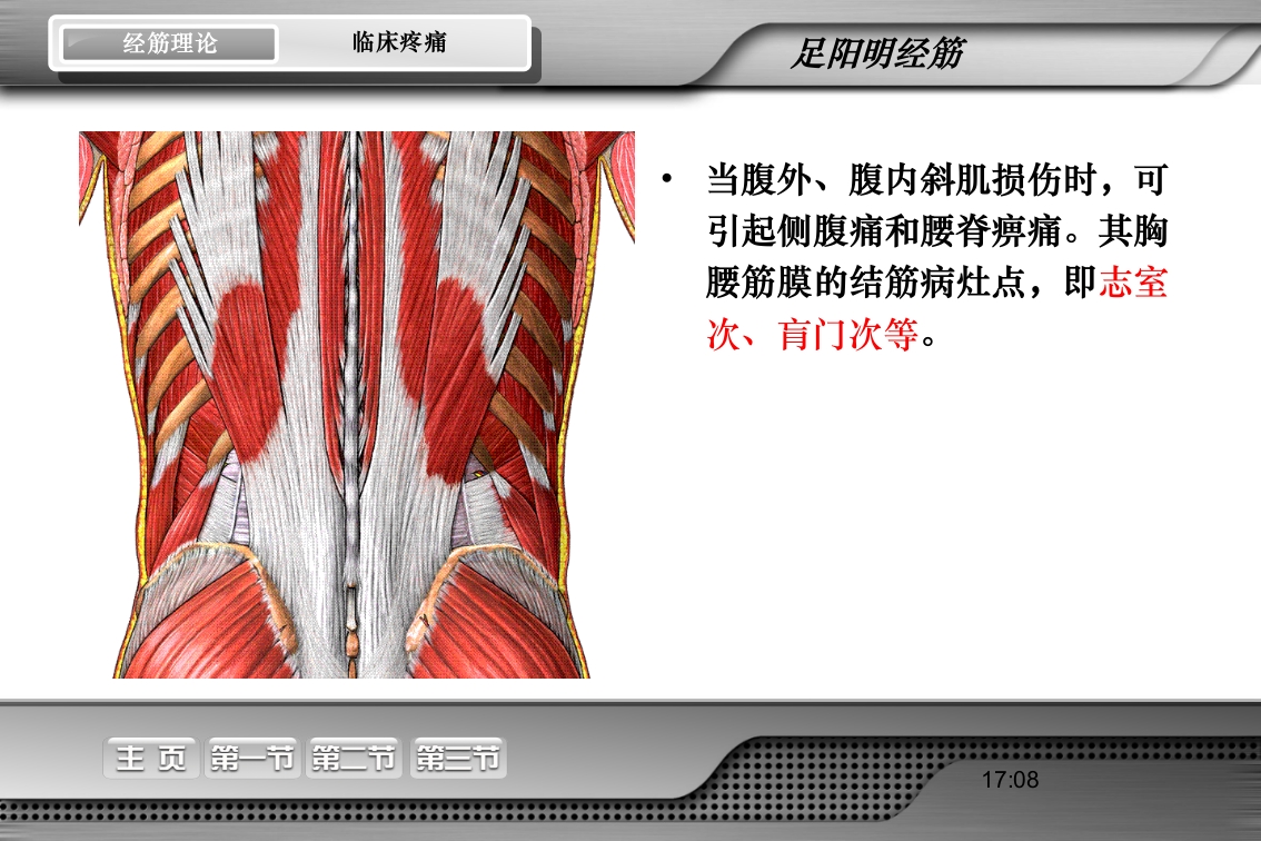 腰骶经筋解剖PPT课件34