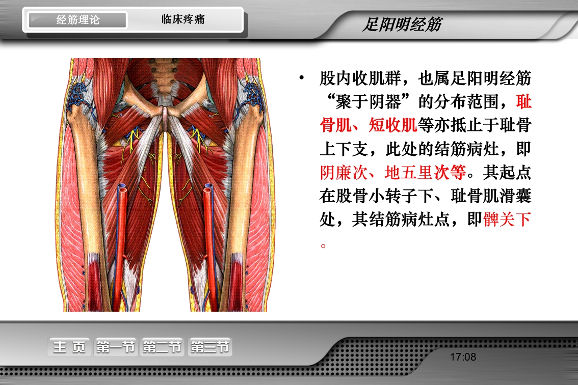 腰骶经筋解剖PPT课件35