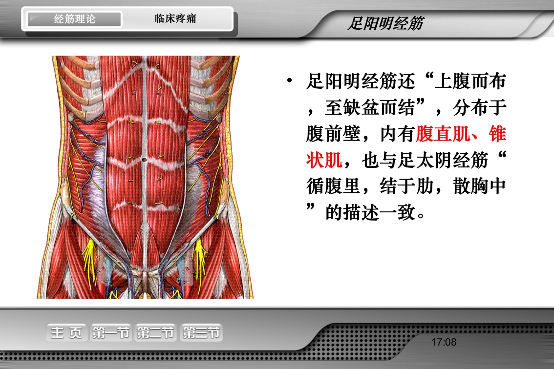 腰骶经筋解剖PPT课件36