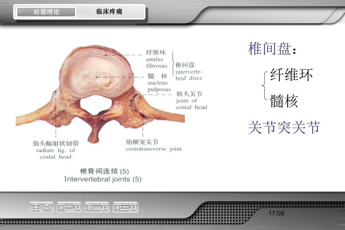 腰骶经筋解剖PPT课件3
