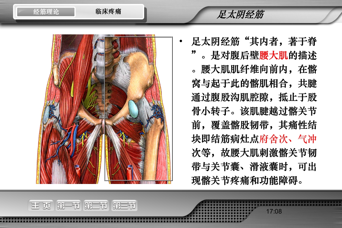 腰骶经筋解剖PPT课件40