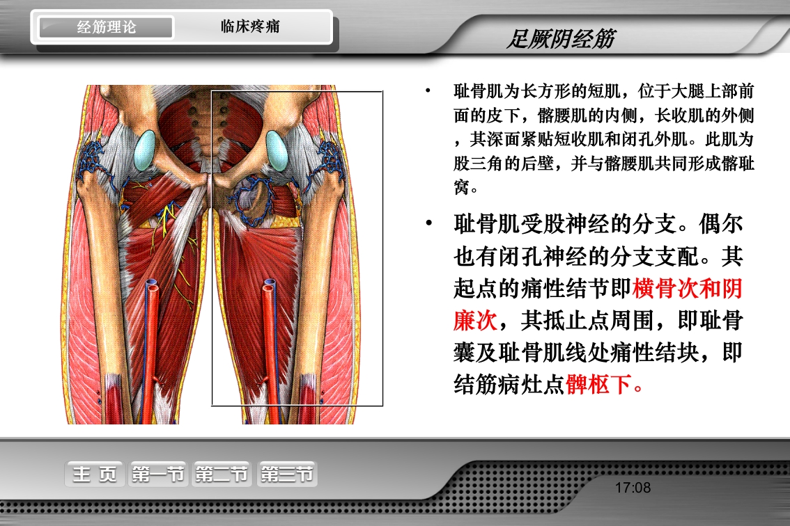 腰骶经筋解剖PPT课件45