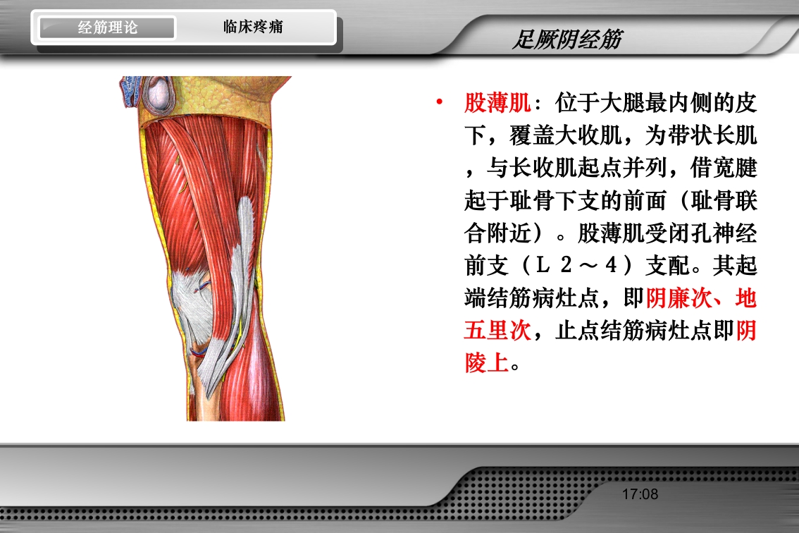 腰骶经筋解剖PPT课件46