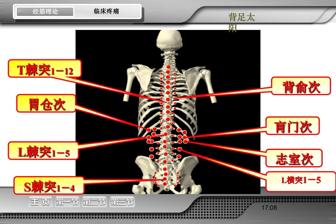 腰骶经筋解剖PPT课件48