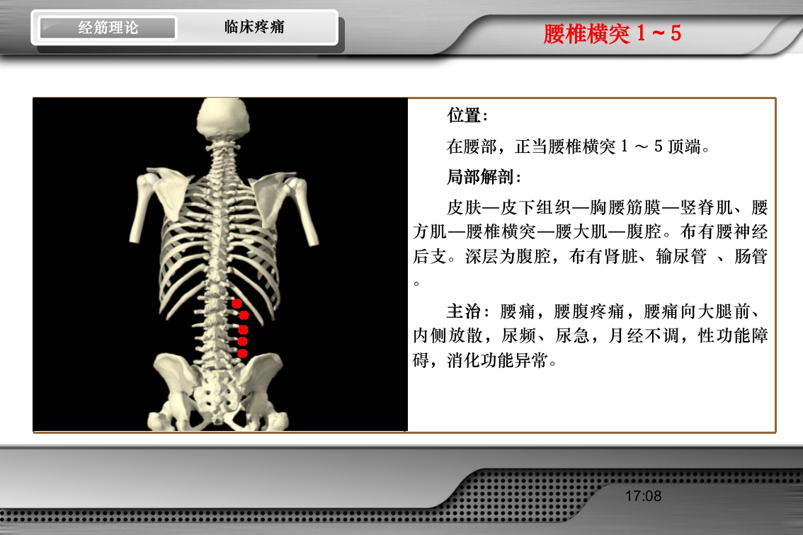 腰骶经筋解剖PPT课件50