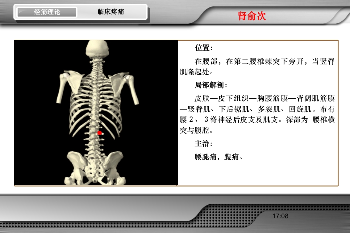 腰骶经筋解剖PPT课件51