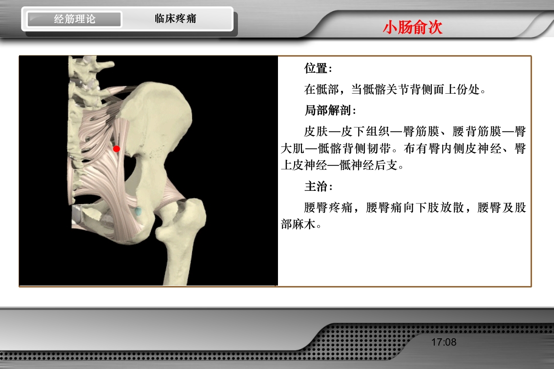 腰骶经筋解剖PPT课件53