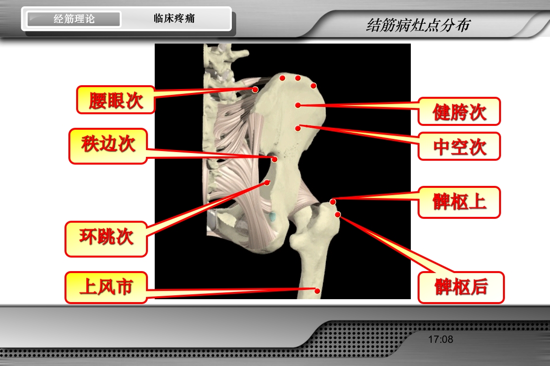 腰骶经筋解剖PPT课件57