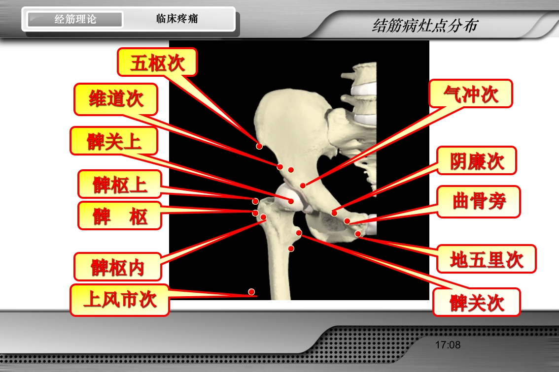腰骶经筋解剖PPT课件60