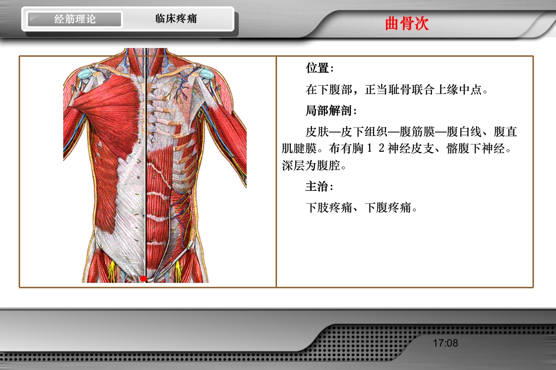 腰骶经筋解剖PPT课件63