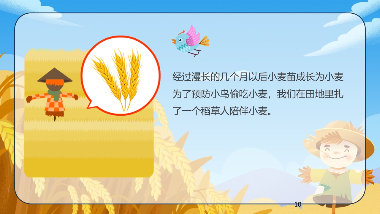 《小麦的一生》幼儿园科学教育PPT课件10