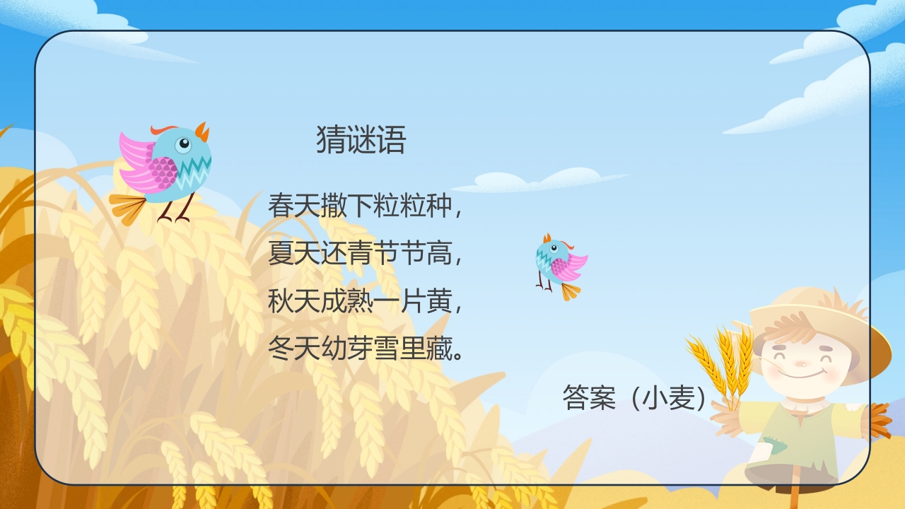 《小麦的一生》幼儿园科学教育PPT课件5