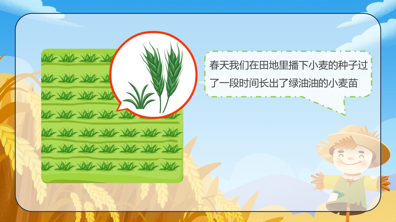 《小麦的一生》幼儿园科学教育PPT课件6