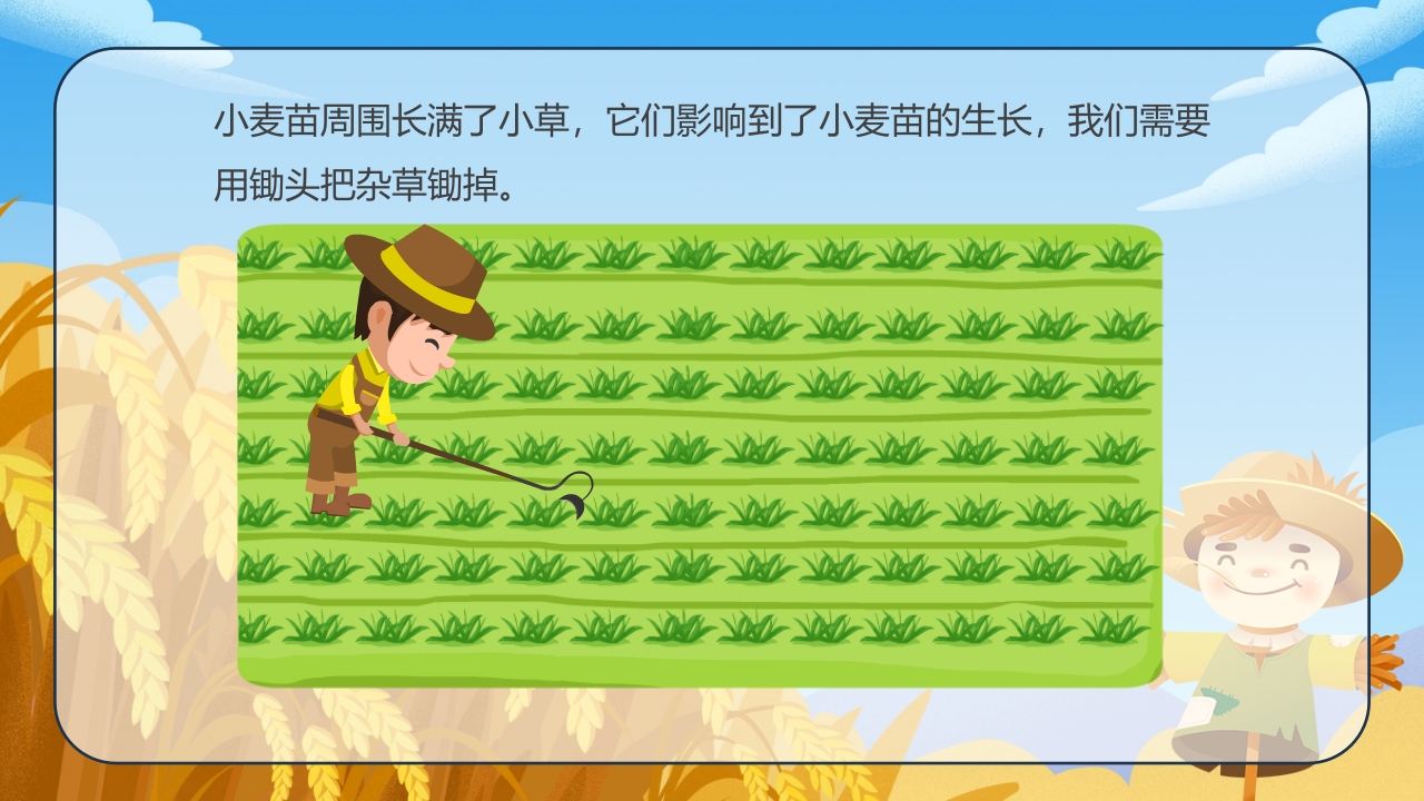 《小麦的一生》幼儿园科学教育PPT课件8