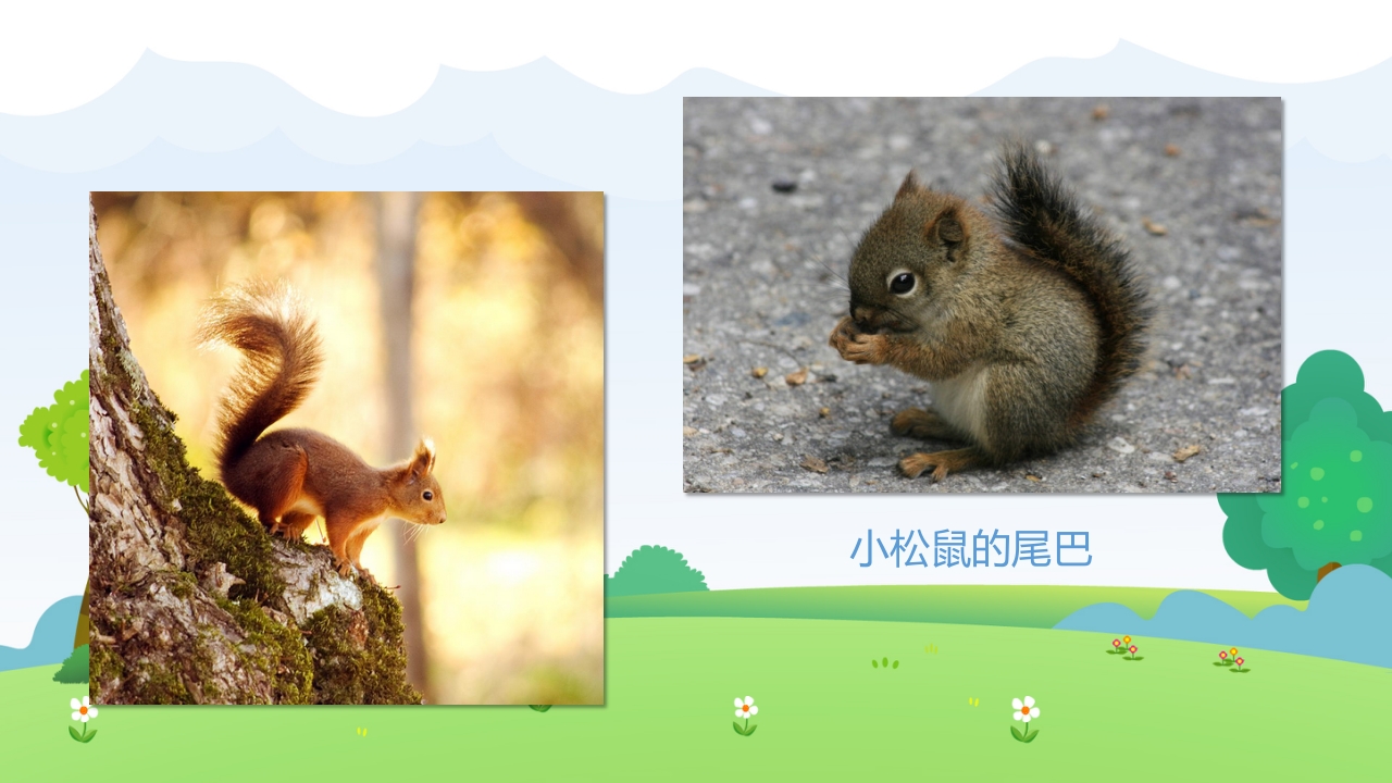 《小动物找尾巴》幼儿园小班科学教育活动PPT课件13