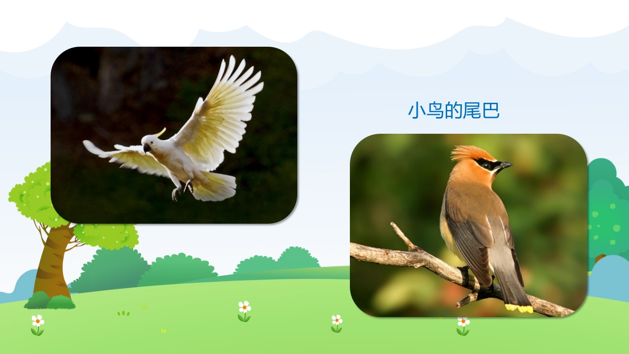 《小动物找尾巴》幼儿园小班科学教育活动PPT课件5