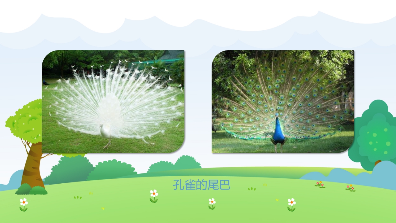 《小动物找尾巴》幼儿园小班科学教育活动PPT课件6