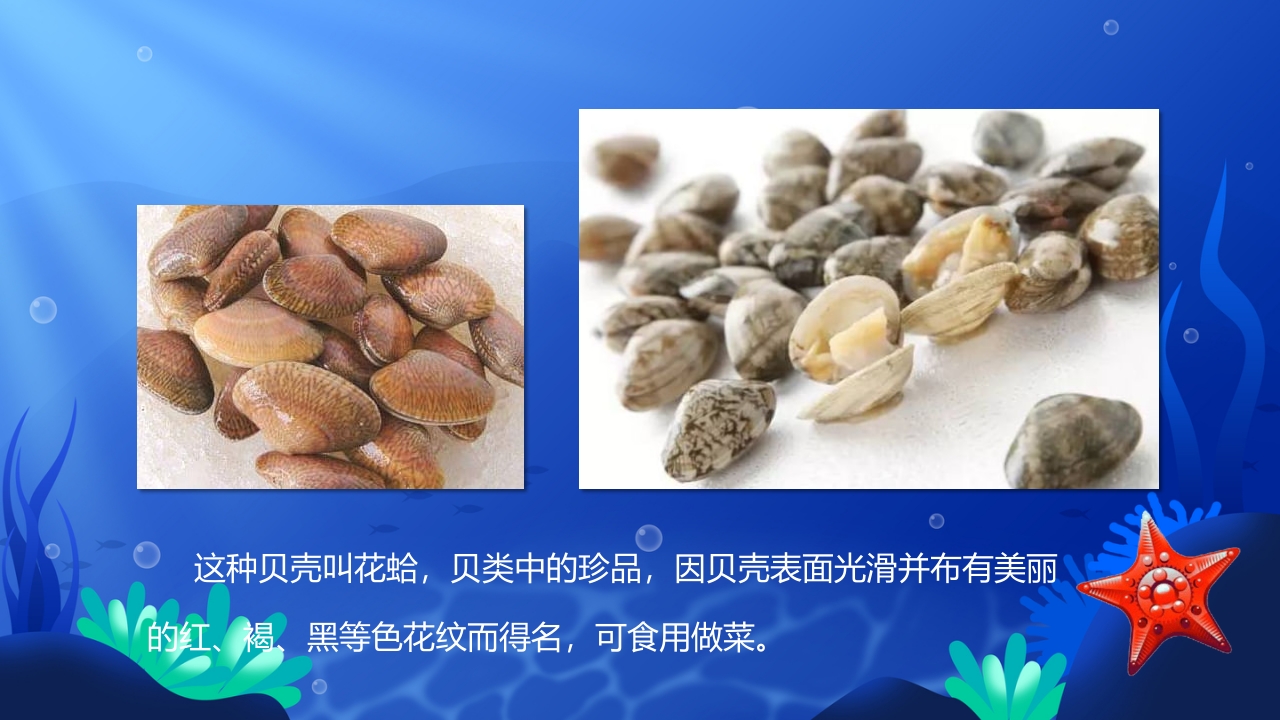 《美丽的贝壳》幼儿园小班科学教育活动PPT课件4