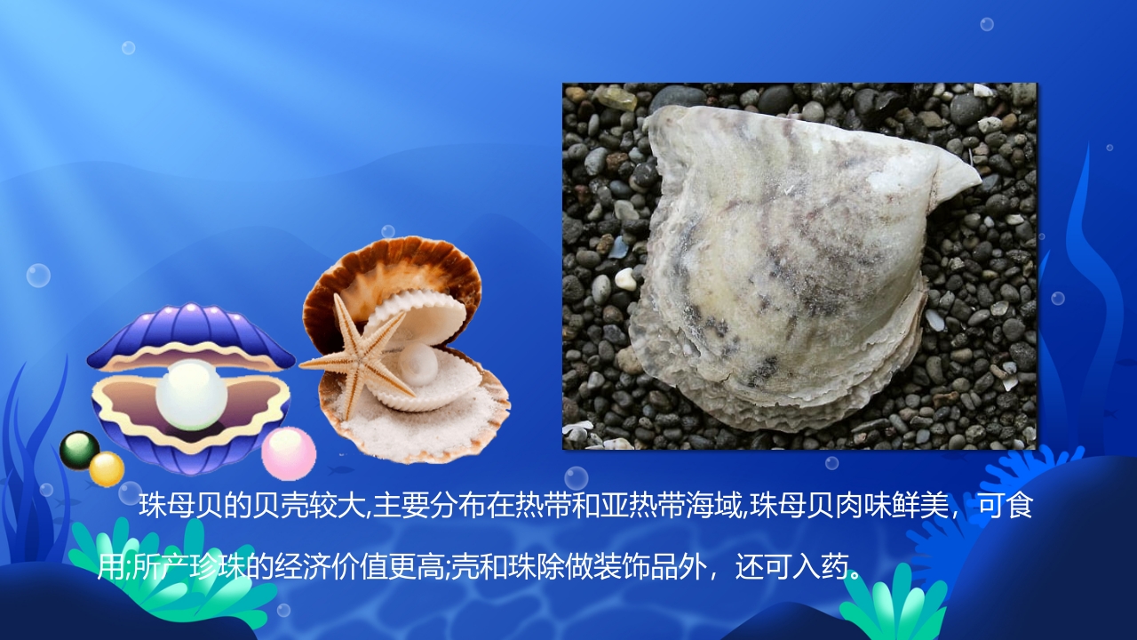 《美丽的贝壳》幼儿园小班科学教育活动PPT课件5