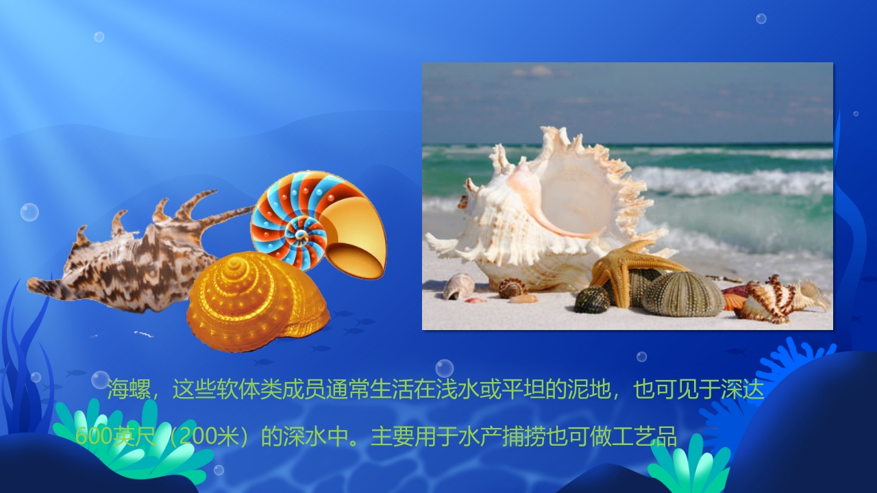 《美丽的贝壳》幼儿园小班科学教育活动PPT课件6