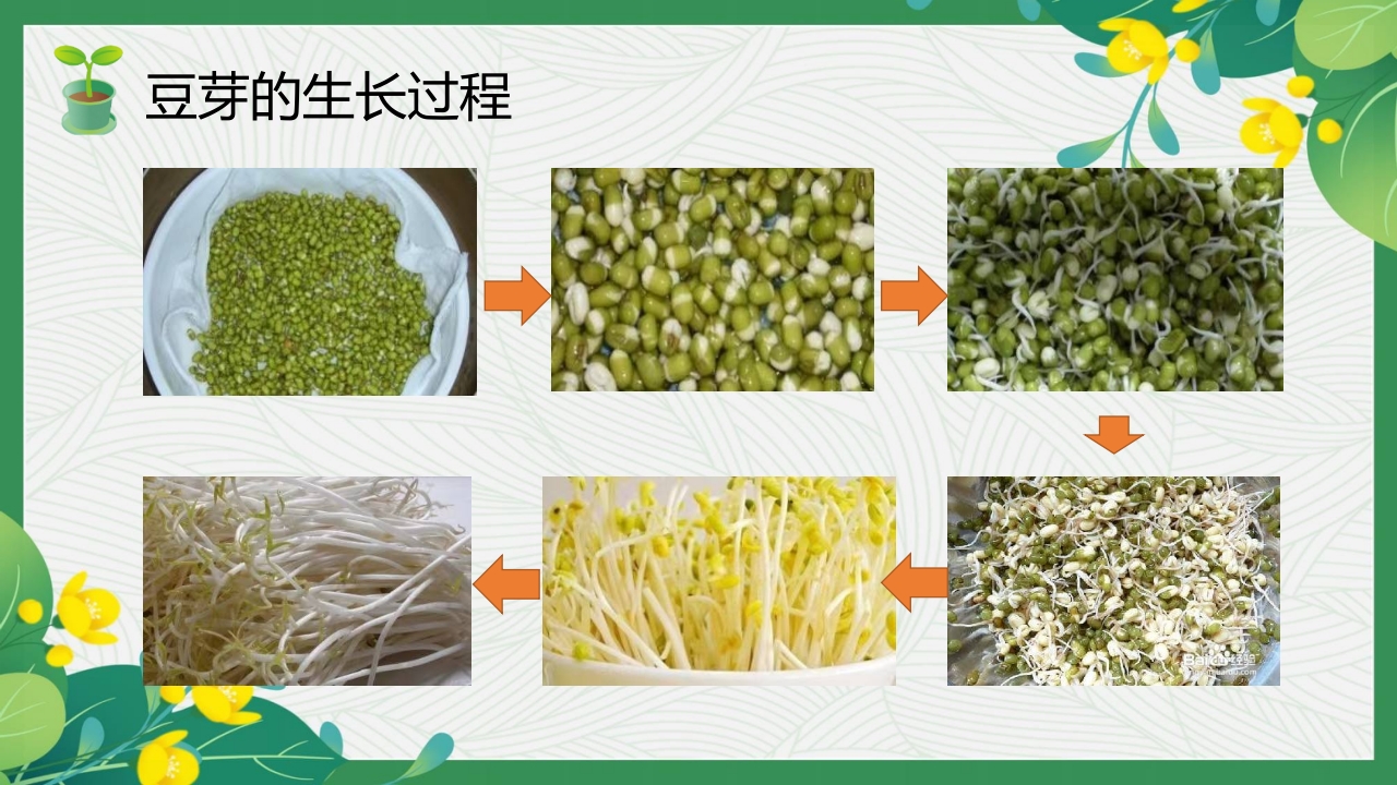 发豆芽PPT课件+(内嵌视频)10