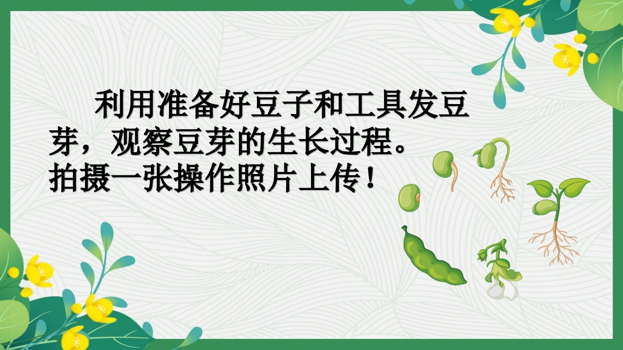 发豆芽PPT课件+(内嵌视频)12