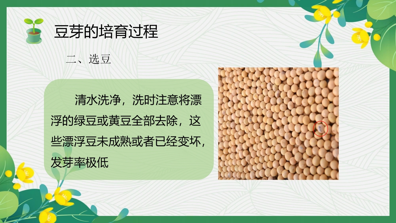 发豆芽PPT课件+(内嵌视频)5