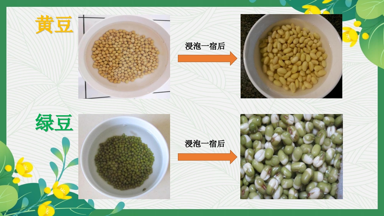 发豆芽PPT课件+(内嵌视频)7