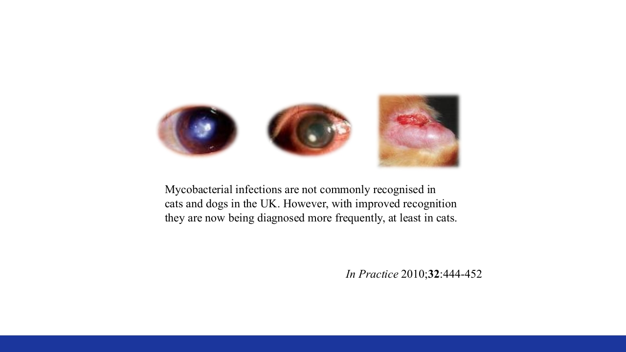 非结核分枝杆菌感染PPT课件43