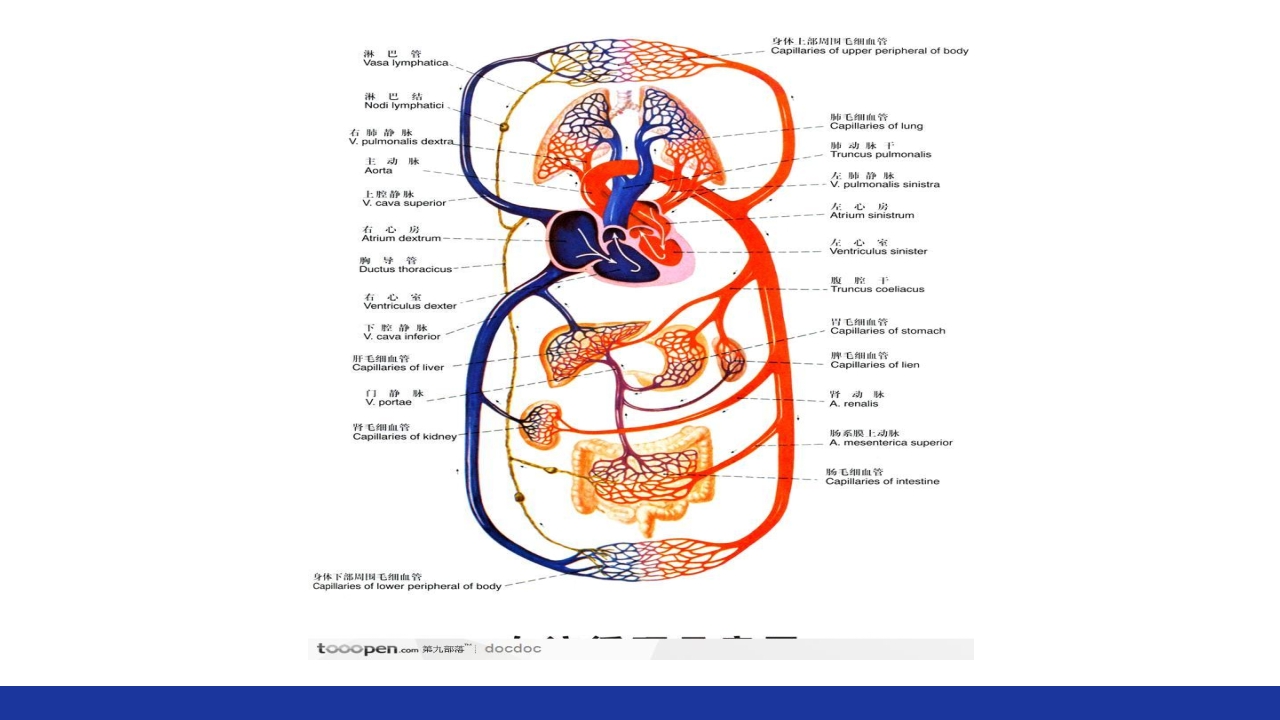 慢性肺源性心脏病PPT课件14