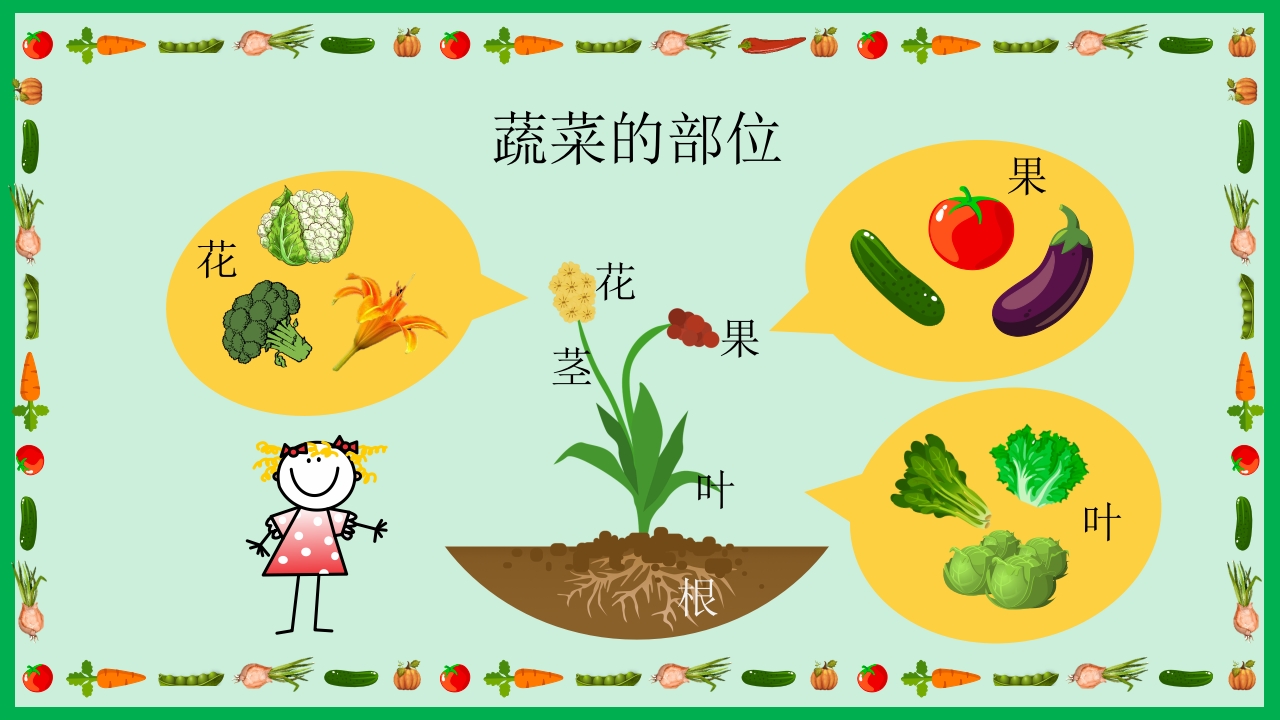 《我的蔬菜朋友》幼儿园中大班公开课PPT课件+word教案14