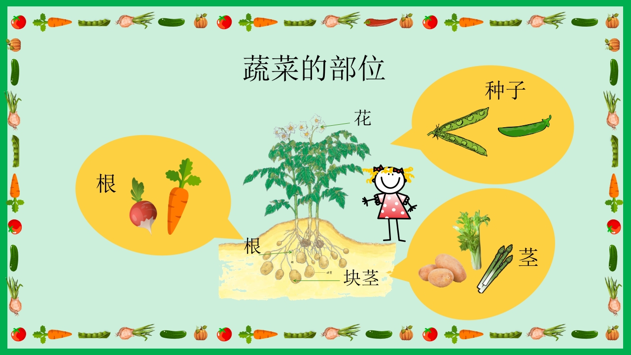 《我的蔬菜朋友》幼儿园中大班公开课PPT课件+word教案15