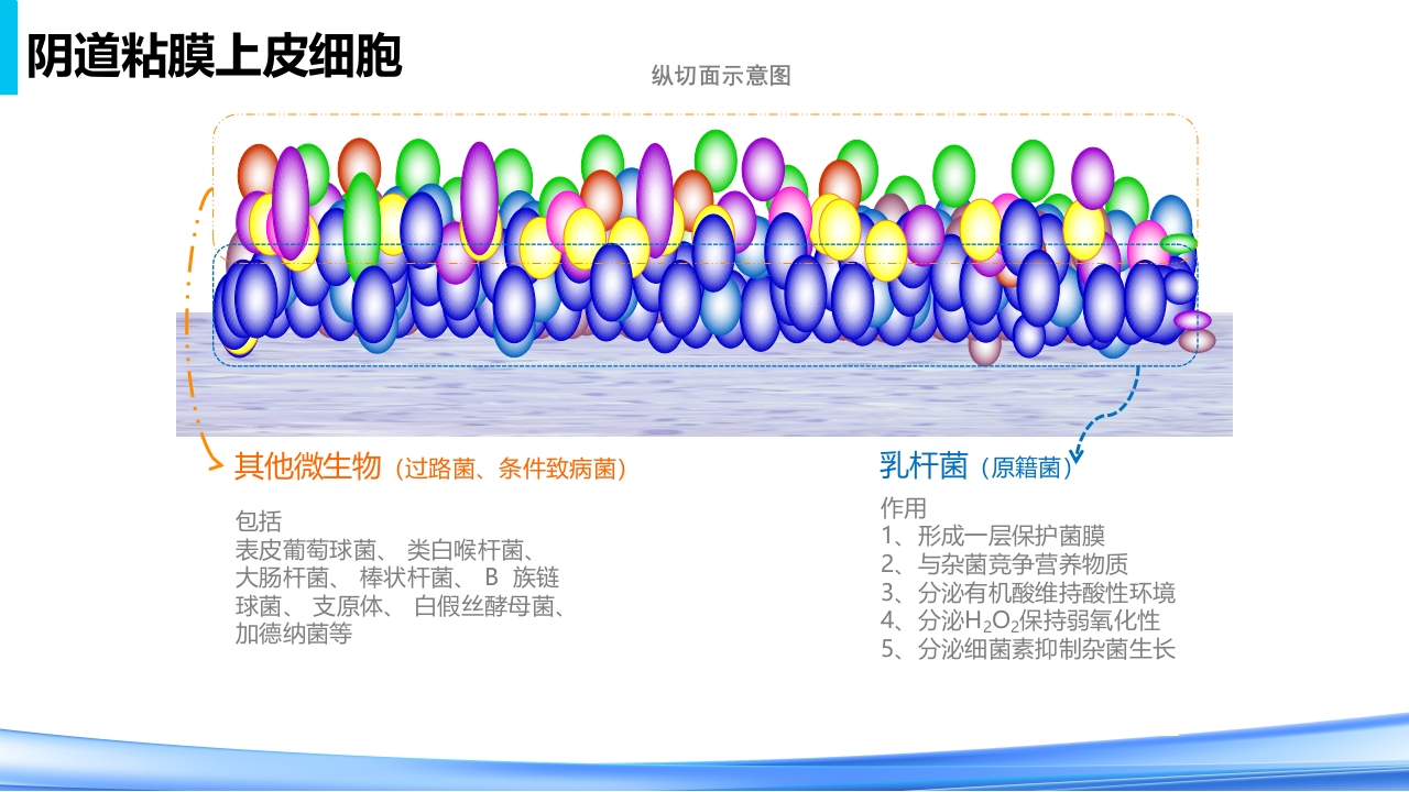 女性下生殖道感染疾病的诊断方法PPT课件12