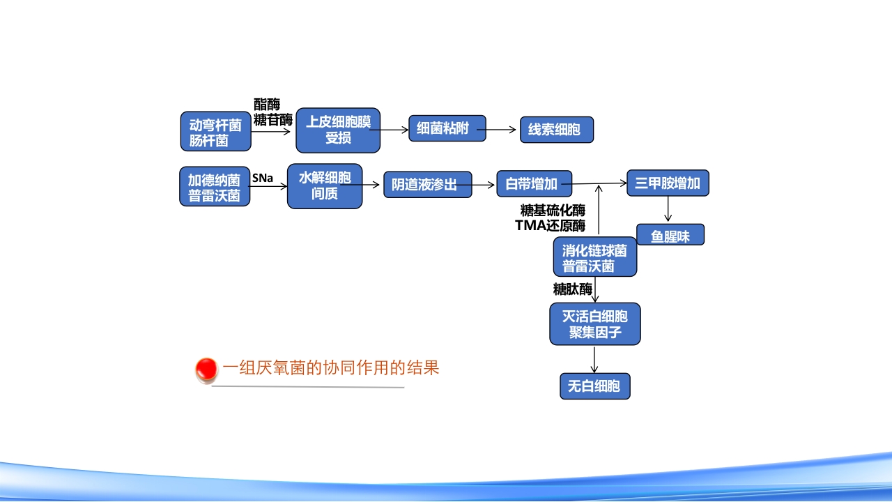 女性下生殖道感染疾病的诊断方法PPT课件39