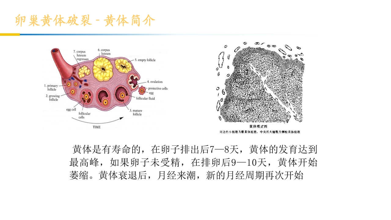 卵巢黄体破裂出血护理查房PPT课件9