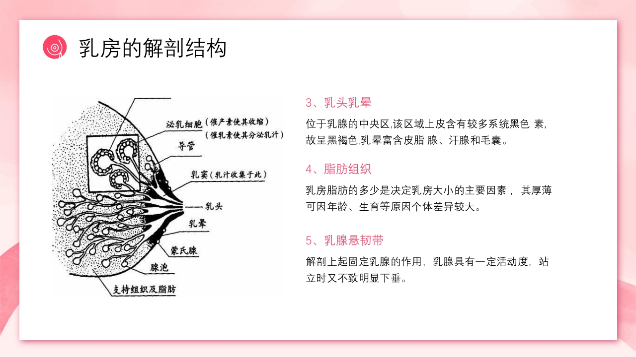 乳房护理相关知识ppt课件5