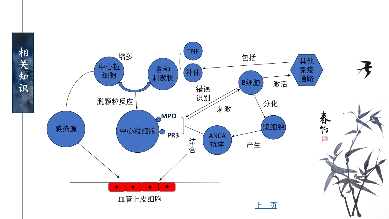 一例ANCA相关性血管炎患者的护理查房ppt课件12